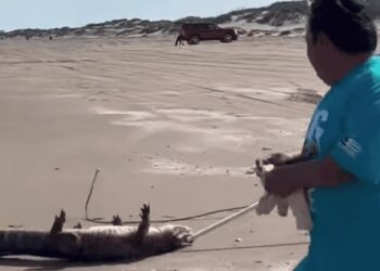 Encuentran a caimán en Isla del Padre