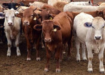 Sequía pasada provocará baja cosecha de becerros en 2023 en el norte del país