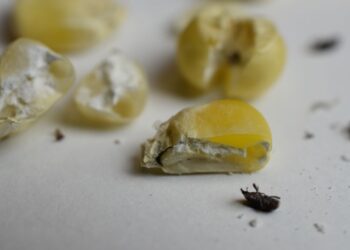 Evalúan investigadores alternativas para mitigar la plaga de almacén en maíz nativo