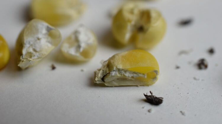 Evalúan investigadores alternativas para mitigar la plaga de almacén en maíz nativo