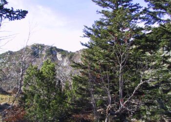 Revisará CONAFOR posible plaga de gorgojo en pinos de Miquihuana