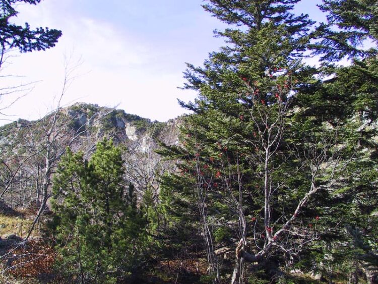 Revisará CONAFOR posible plaga de gorgojo en pinos de Miquihuana