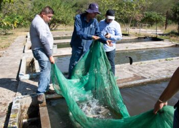 Publica Agricultura nueva edición de la Carta Nacional Acuícola