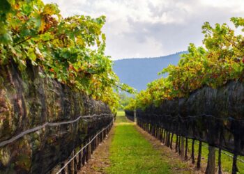 México sede del 43º Congreso Mundial de la Viña y del Vino; el más importante en su ramo