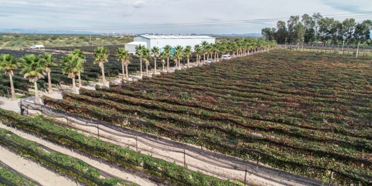 México sede del 43º Congreso Mundial de la Viña y del Vino; el más importante en su ramo
