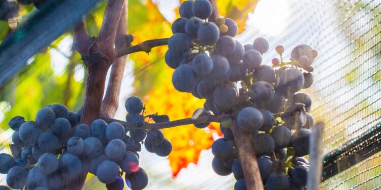 México sede del 43º Congreso Mundial de la Viña y del Vino; el más importante en su ramo