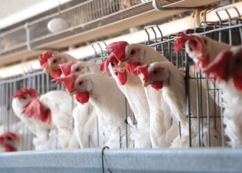 Detecta Senasica circulación del virus IAAP H5N1 en granja de Montemorelos, Nuevo León