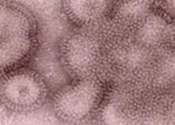Alertan sobre la agresiva cepa de influenza H3N2