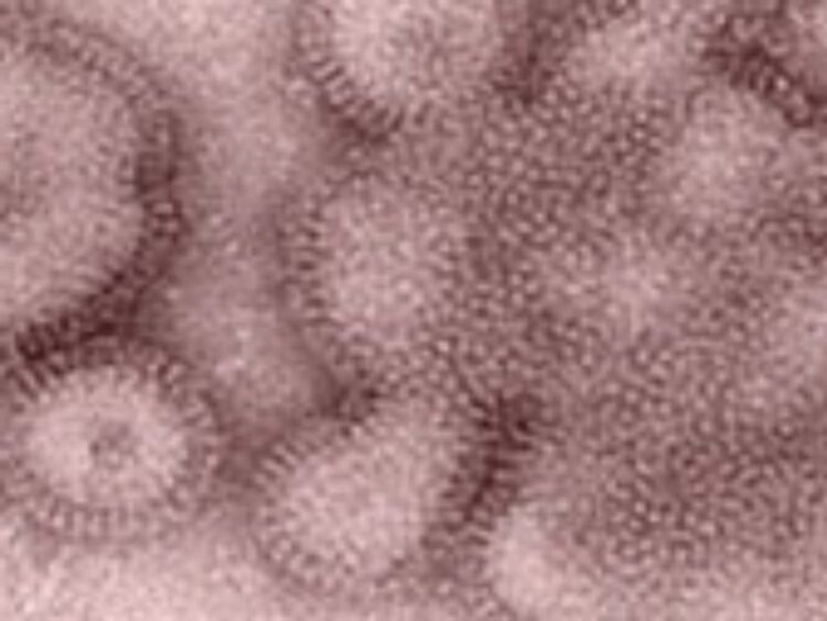 Alertan sobre la agresiva cepa de influenza H3N2