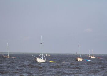 Abona investigación científica a la captura responsable de camarón: INAPESCA