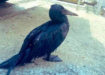 Reportan derrame de hidrocarburos en Salina Cruz, Oaxaca