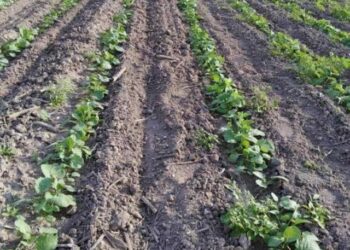 Siembran 7 mil 500 hectáreas de canola dentro del ciclo otoño invierno