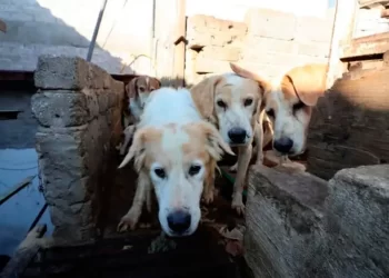 Rescatan a 100 perros de taquería en Neza