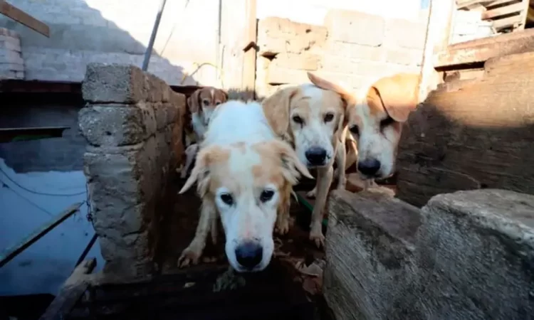 Rescatan a 100 perros de taquería en Neza