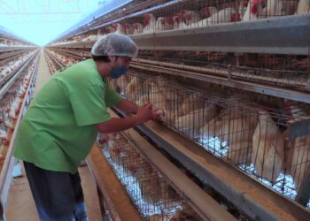 Ordena Senasica vacunación para proteger producción avícola de influenza aviar AH5N1