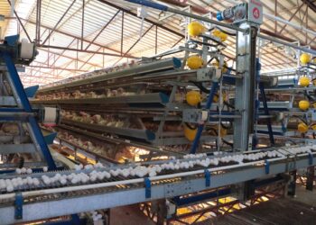 Controla Senasica movilización de productos avícolas en Jalisco, Nuevo León y Sonora