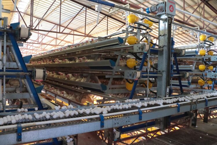 Controla Senasica movilización de productos avícolas en Jalisco, Nuevo León y Sonora