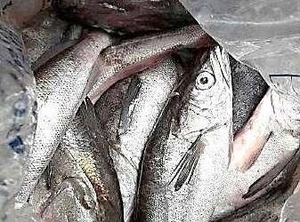 Por iniciar la veda de lisa en costas de Tamaulipas