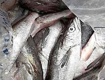 Por iniciar la veda de lisa en costas de Tamaulipas