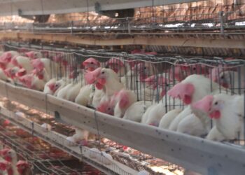 Cierran filas SADER y avicultores para evitar propagación de la influenza AH5N1 