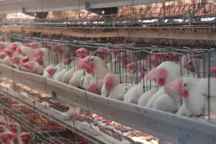 Cierran filas SADER y avicultores para evitar propagación de la influenza AH5N1 