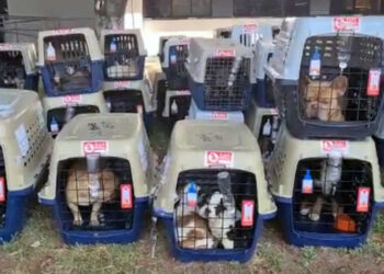 Recuperan camión con más de 200 perros en la Ciudad de México