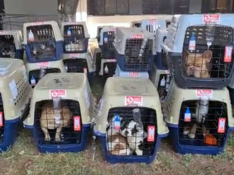 Recuperan camión con más de 200 perros en la Ciudad de México