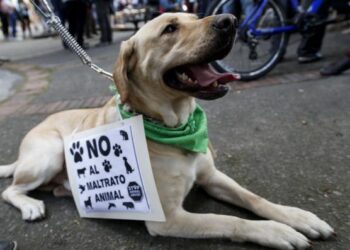 Exhortan a SEP incluir en programas de estudio educación sobre cuidado animal