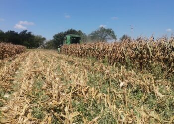  Impulsan la autosuficiencia alimentaria de maíz en Tamaulipas