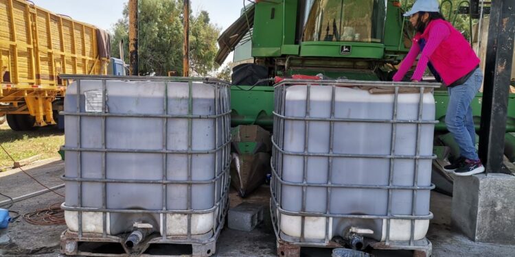  Impulsan la autosuficiencia alimentaria de maíz en Tamaulipas