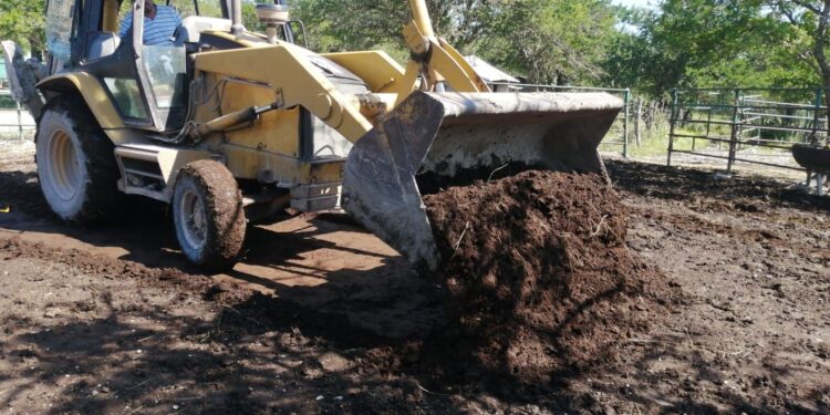  Impulsan la autosuficiencia alimentaria de maíz en Tamaulipas