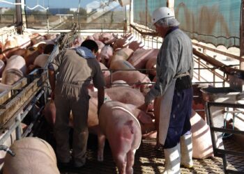 Afinan SADER y Porcicultores estrategia de regionalización zoosanitaria