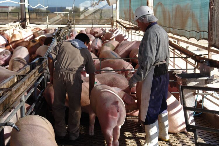 Afinan SADER y Porcicultores estrategia de regionalización zoosanitaria