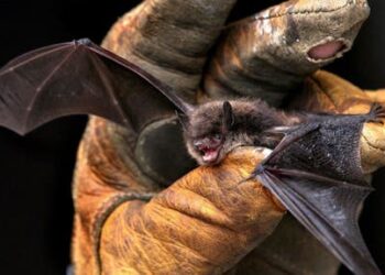 Atribuyen a murciélagos tres casos de rabia humana en Oaxaca