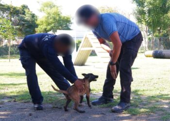 Guardia Estatal entrena a futuros integrantes de la Unidad Canina