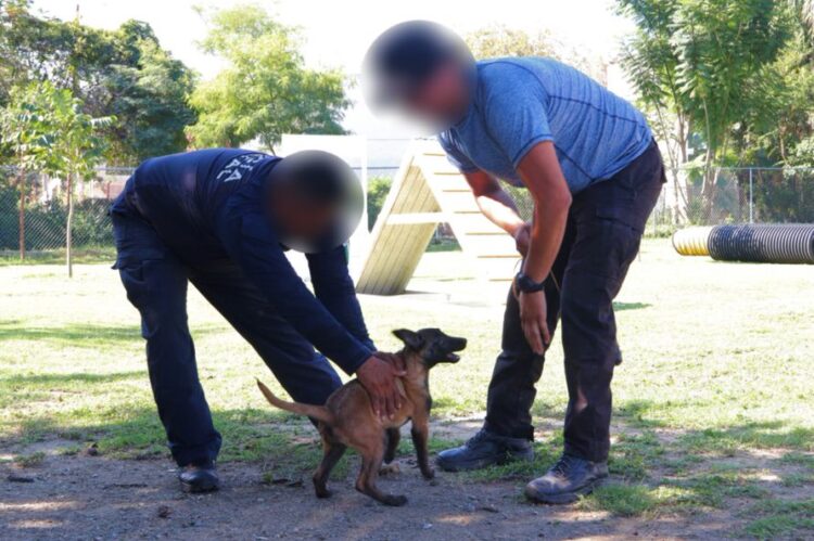 Guardia Estatal entrena a futuros integrantes de la Unidad Canina
