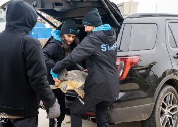Rescatan  tortugas marinas de clima gélido