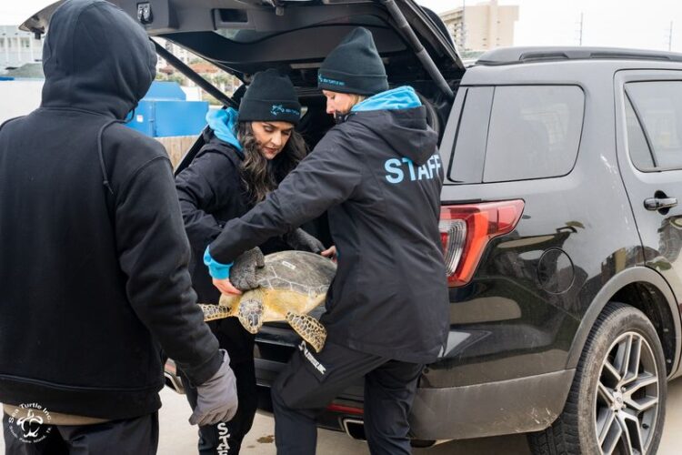 Rescatan tortugas marinas de clima gélido
