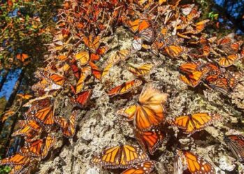 La maravilla de la mariposa monarca llega a Michoacán y Estado de México