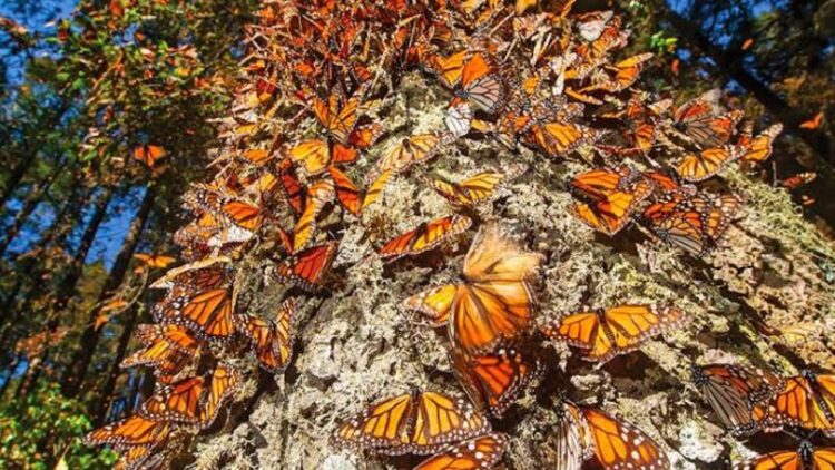 La maravilla de la mariposa monarca llega a Michoacán y Estado de México