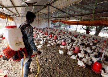 Refuerza Tamaulipas cerco sanitario contra influenza aviar en 18 casetas de inspección