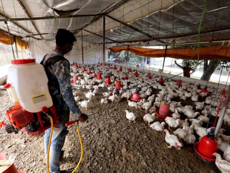 Refuerza Tamaulipas cerco sanitario contra influenza aviar en 18 casetas de inspección