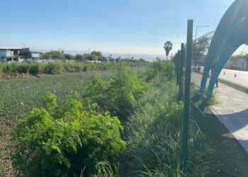 Inician CONAGUA y Gobierno Estatal retiro de lirio acuático del Canal Anzaldúas en Reynosa