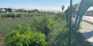 Inician CONAGUA y Gobierno Estatal retiro de lirio acuático del Canal Anzaldúas en Reynosa