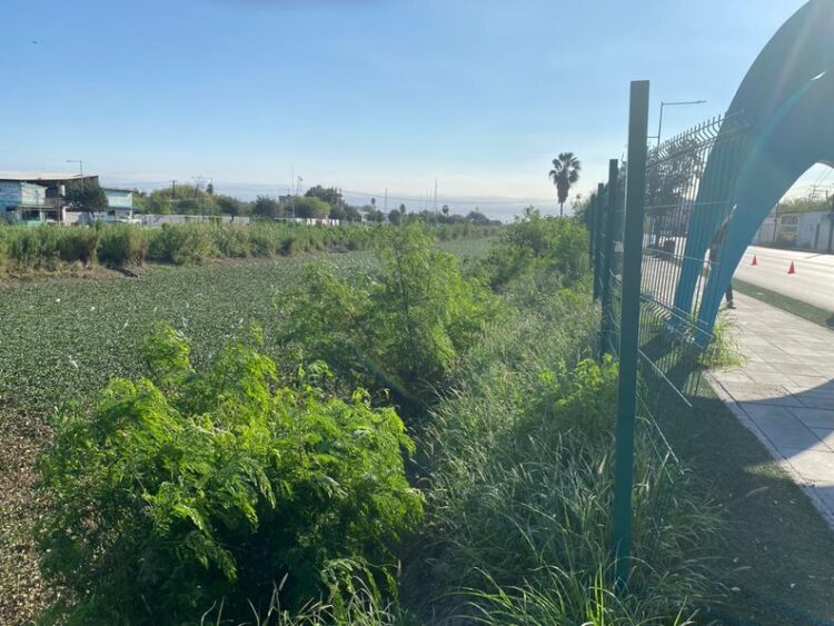 Inician CONAGUA y Gobierno Estatal retiro de lirio acuático del Canal Anzaldúas en Reynosa