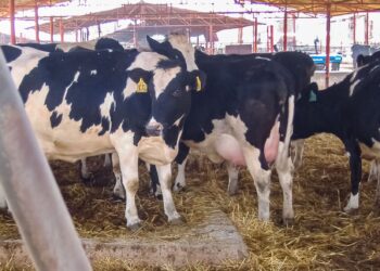 Rediseña SADER  plan contra tuberculosis bovina en hatos lecheros