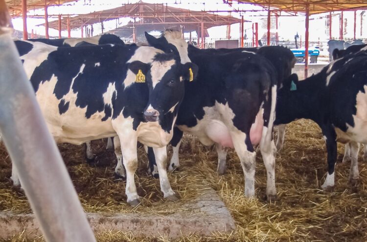 Rediseña SADER  plan contra tuberculosis bovina en hatos lecheros