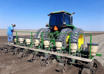 Arrancan siembras de 775 mil Has. de sorgo en ciclo otoño-invierno de Tamaulipas