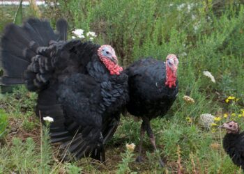 Listo el abasto de guajolote mexicano para Nochebuena estima SADER