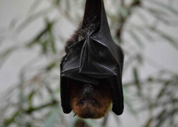 Muere niño de 7 años por complicaciones tras contagiarse de rabia en Oaxaca